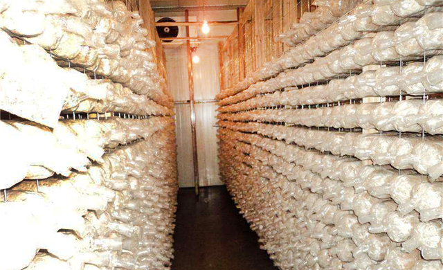 食用菌小型保鲜库造价-广东库德制冷